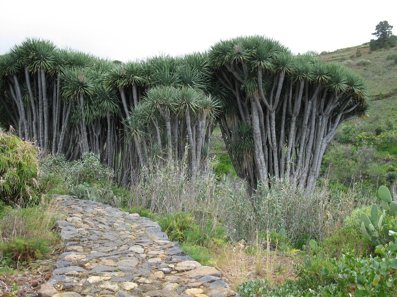 La Palma True Story: Verified with Sources